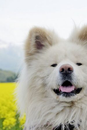 Bước Chân Dũng Cảm